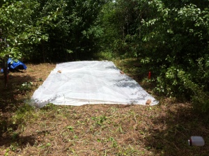 Cabin Spot with Plastic sheet