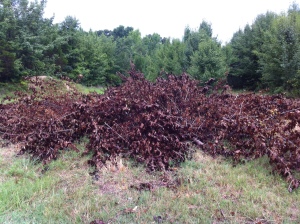 Brush Pile (dried out)