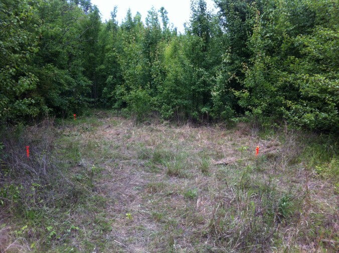 Tiny Cabin Spot - June 2015