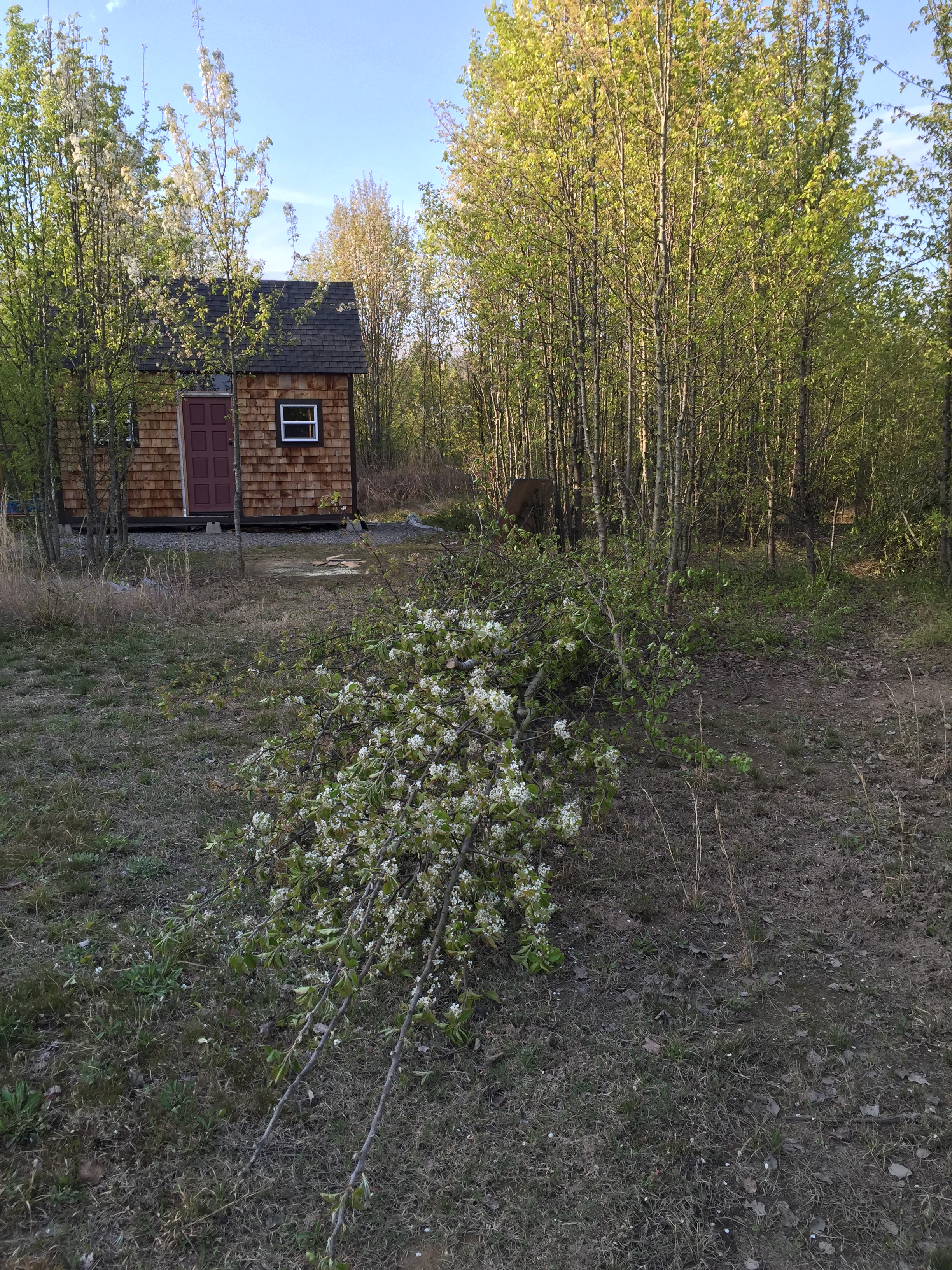 Tiny cabin exterior March 2017